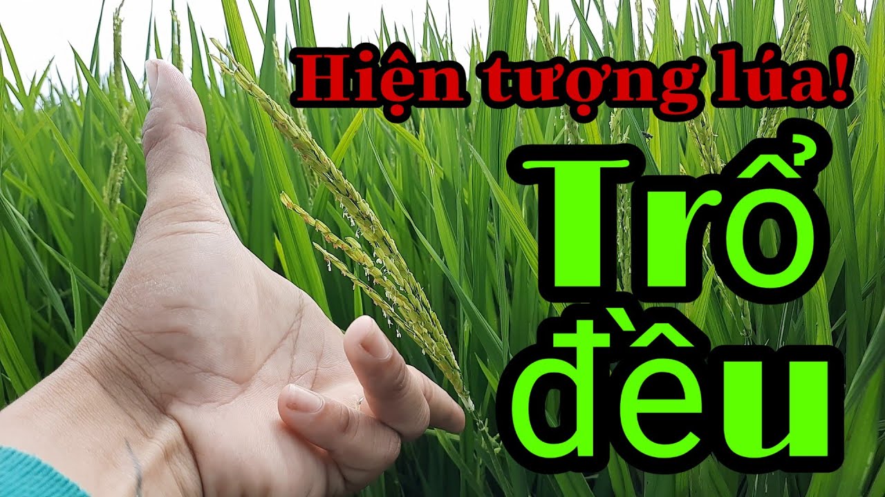 Hiện tượng lúa trổ đều và chọn thời điểm phun thuốc thanhdotv #13