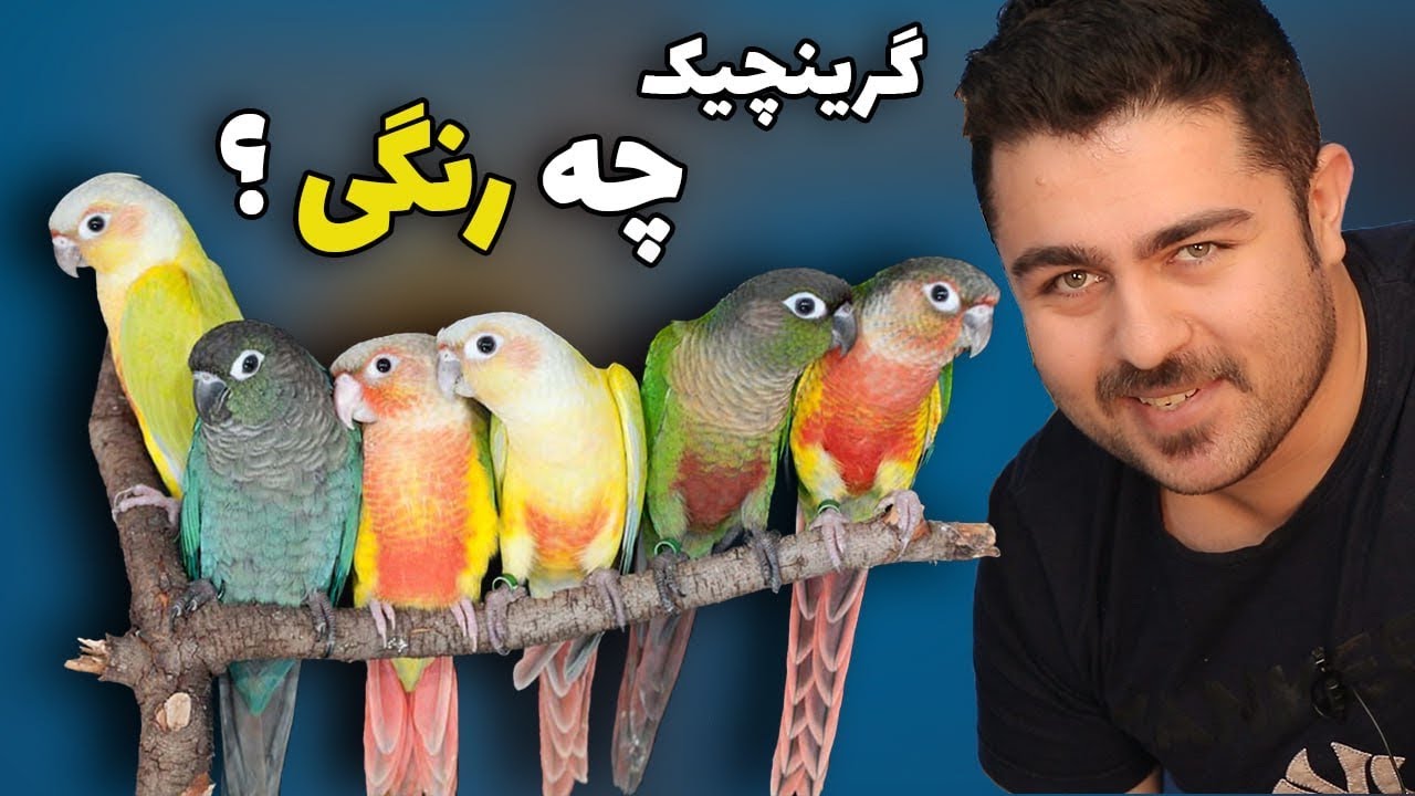 تمام رنگ های گرینچیک از یک میلیون تا 25 میلیون || راهنمای خرید در سال 1402