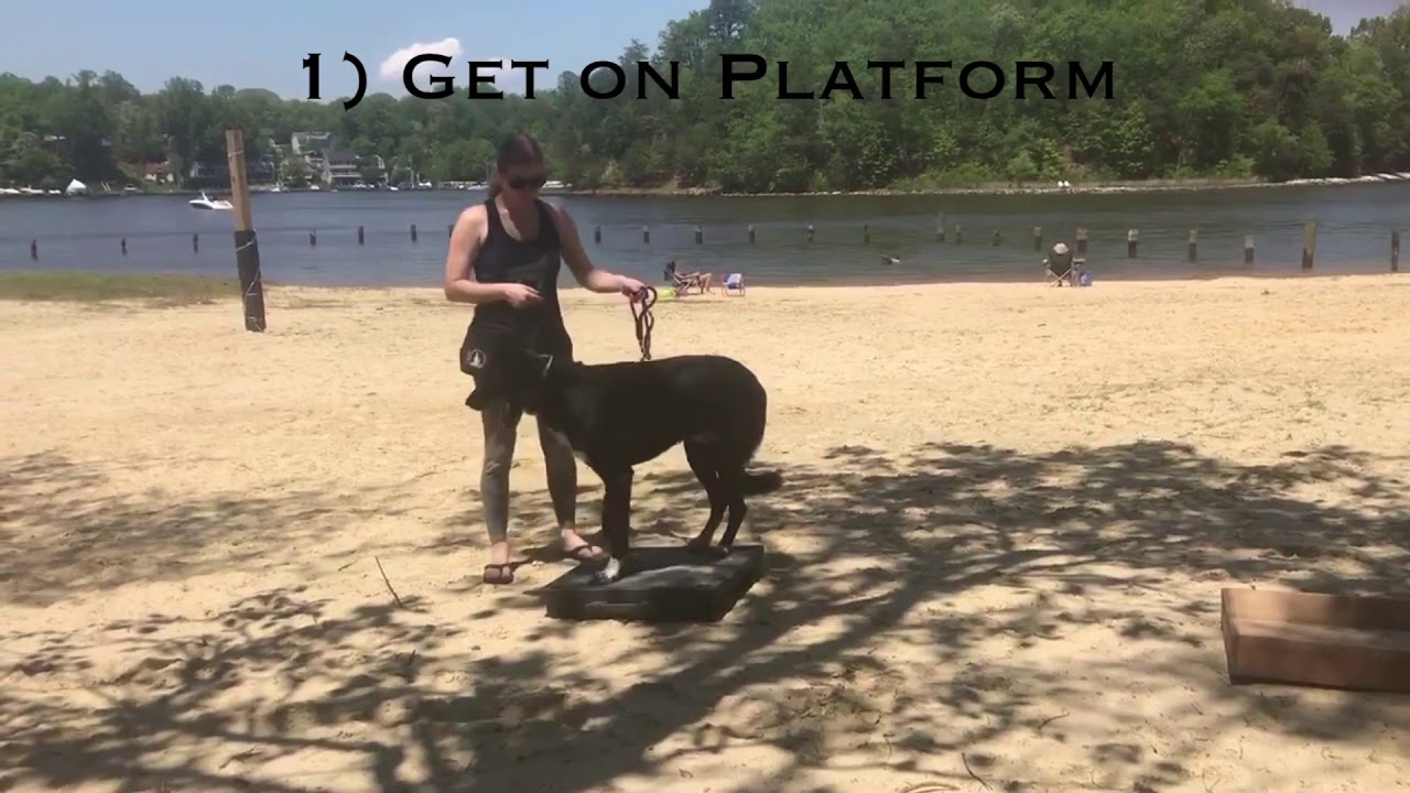 Tux, All American Dog, Novice Trick Video