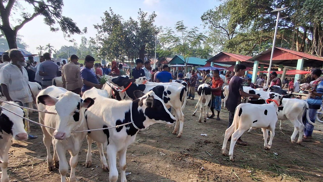ডাকুমারা হাট এর সেরা সেরা মানের ফ্রিজিয়ান বকনা দেখুন || ১ ফেব্রুয়ারী ২০২৬ || gorur hat cow milk 
