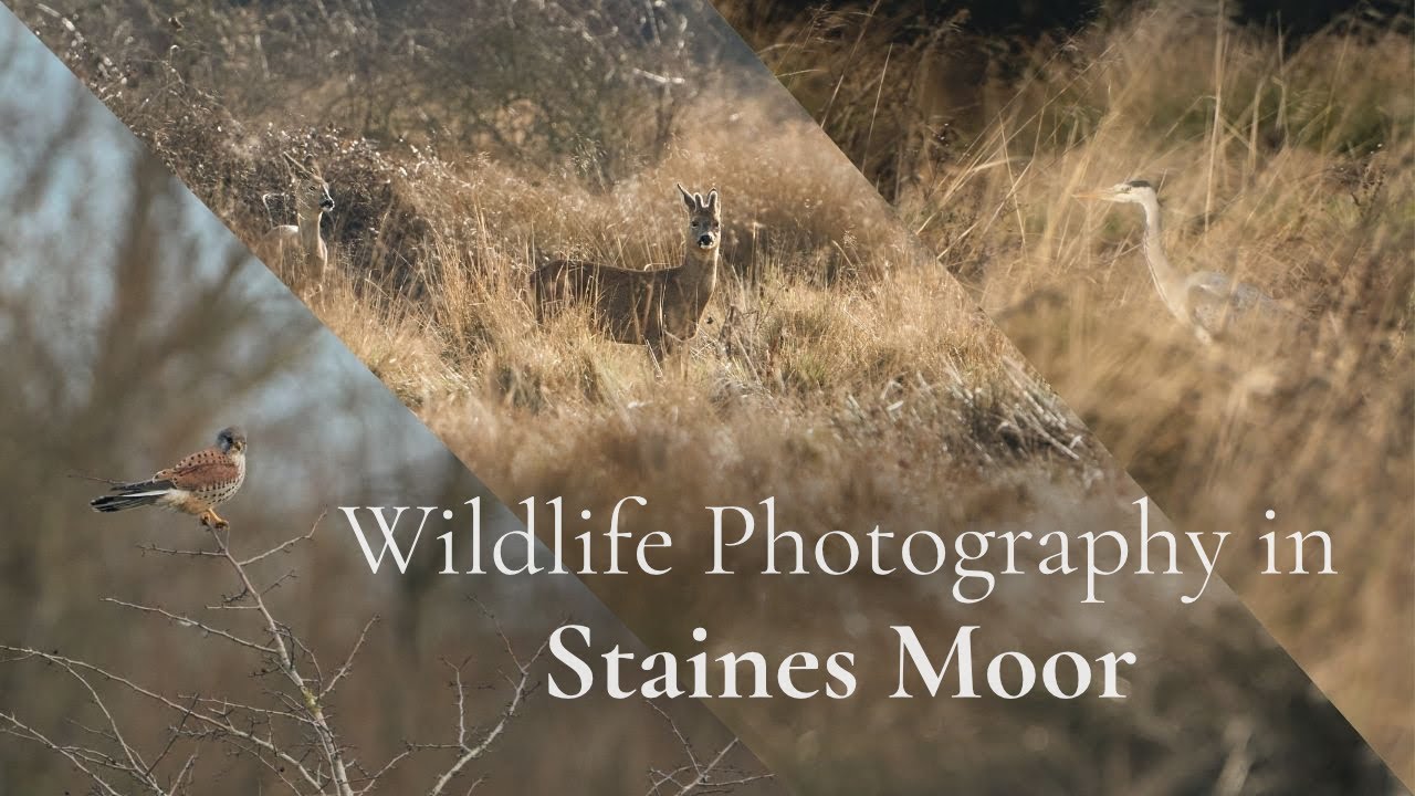 A Full Day of Wildlife Photography in Surrey | Staines Moor, Near London