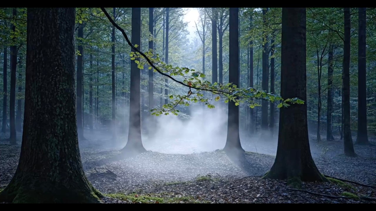 Forest Night Ambience 🌲 1 Hour | Sleep, Focus, Study | Calmora