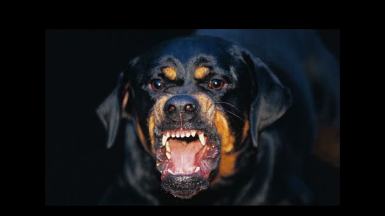 The top 5 most dangerous dog breeds