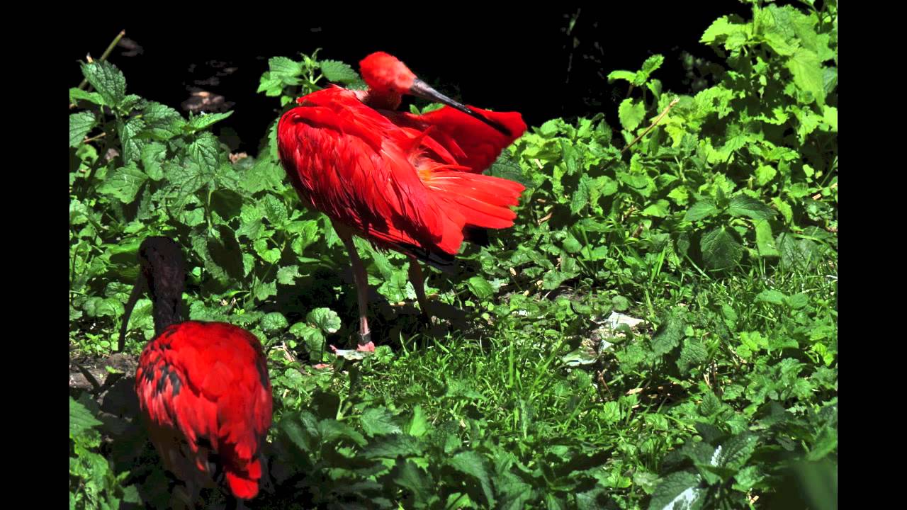 Ibis Rouge