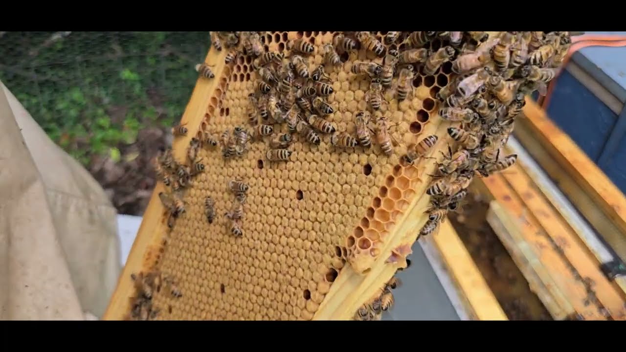 June 19, 2025 Garden Garden Apiary