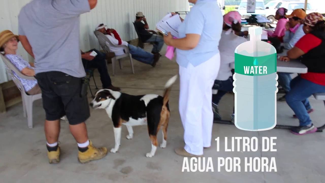 C&oacute;mo prevenir el estr&eacute;s por calor