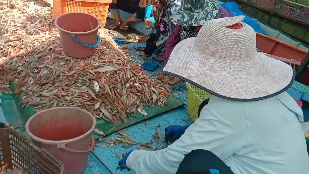 Nelayan Maludam mengkap udang merah di laut Sarawak