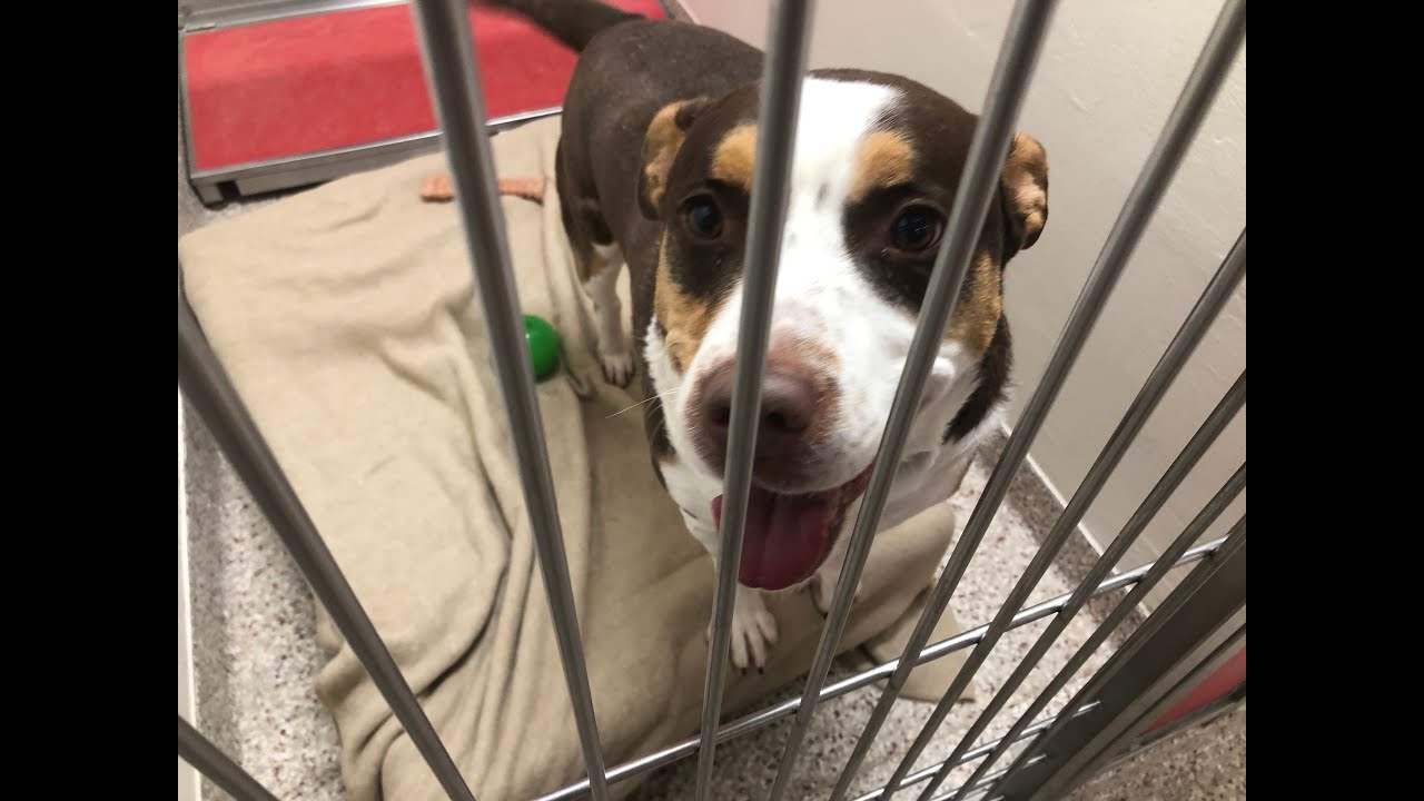 Pima Animal Care Center