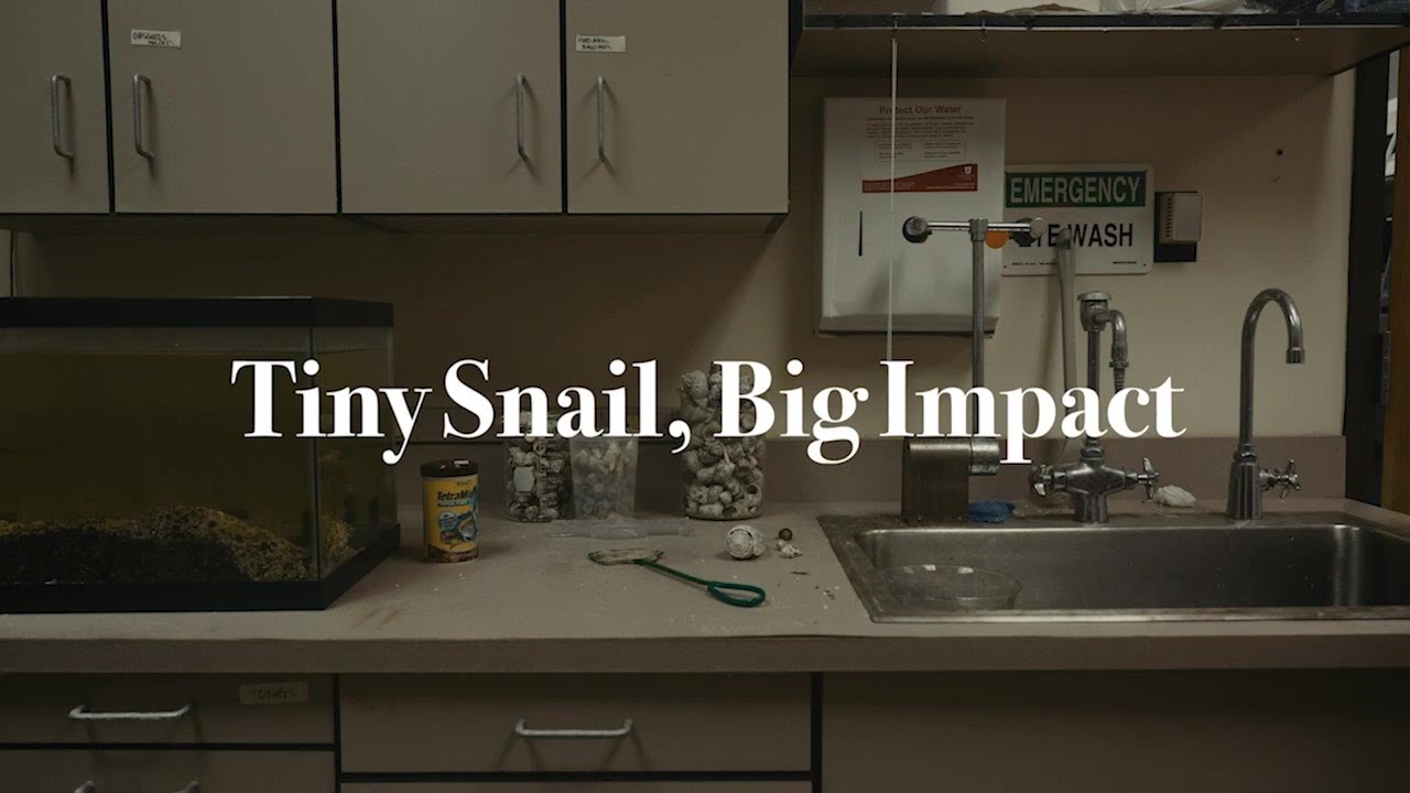 2022 Awardee: Tiny Snail, Big Impact