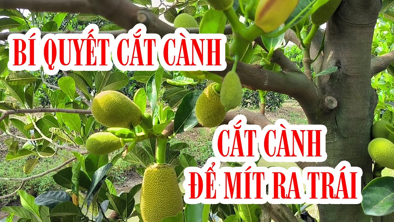 CÁCH LÀM MÍT RA BÔNG MÙA NGHỊCH NHƯ THẾ NÀO