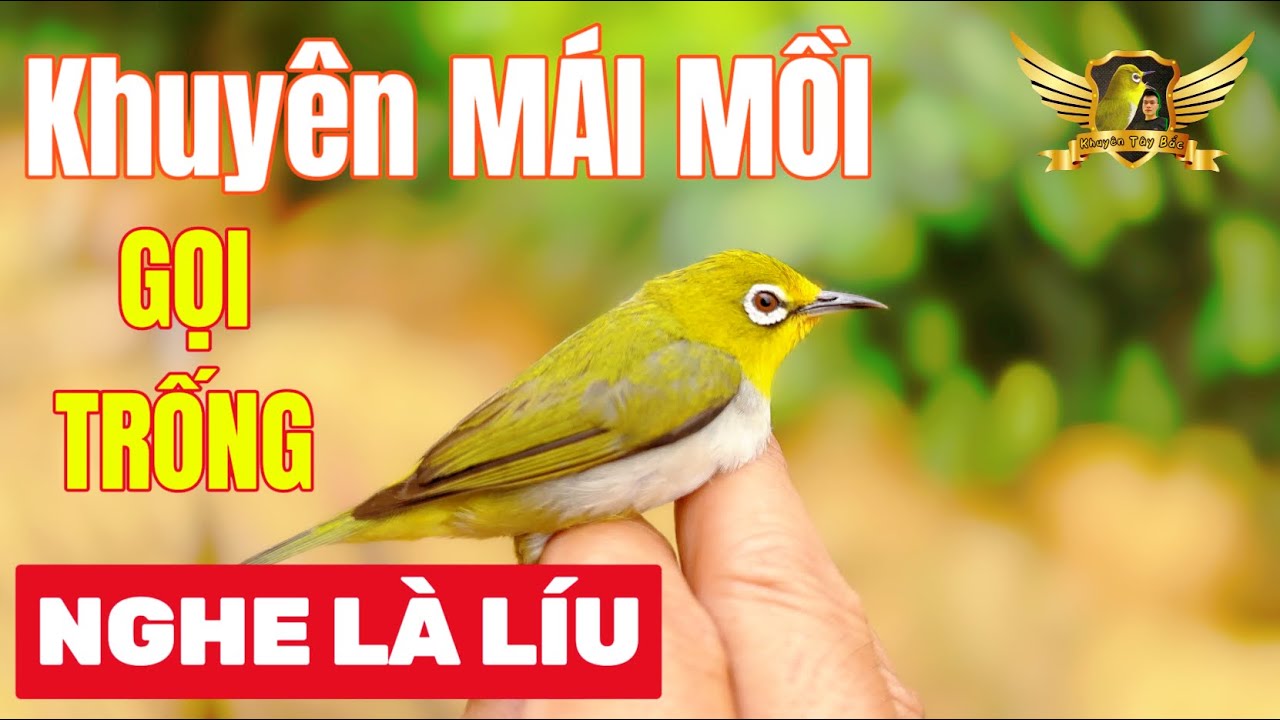 Khuyên Mái Mồi Kích Trống Nhanh Líu Tốt Nhất 2023 - Merangsang Nyanyian Burung - Pleci Bird | KTB