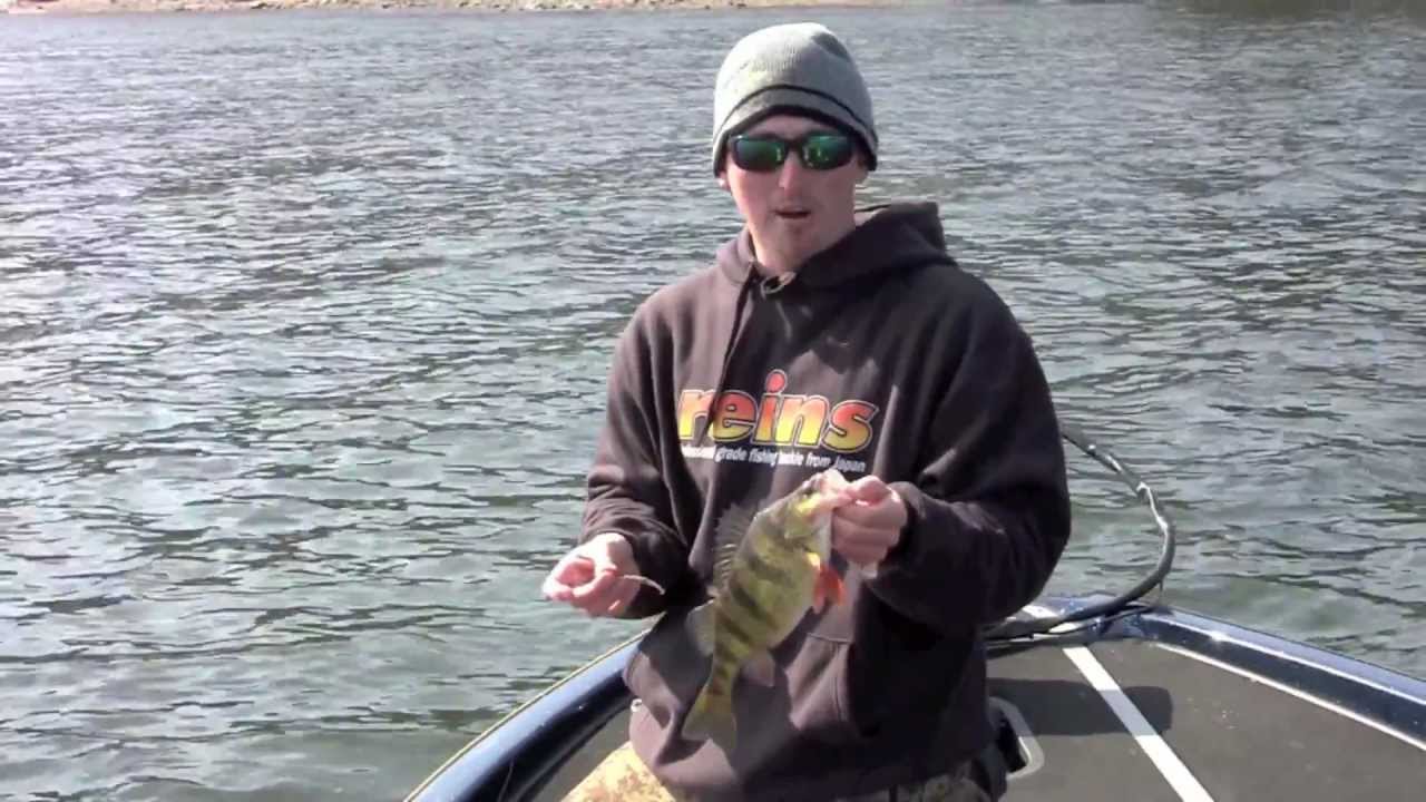 Jumbo Perch fishing with micro swimbaits