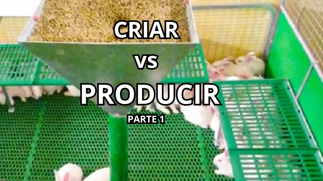Tipos de manejo en cunicultura (Parte 1): la diferencia entre criar “así nomás” y producir bien 🐇