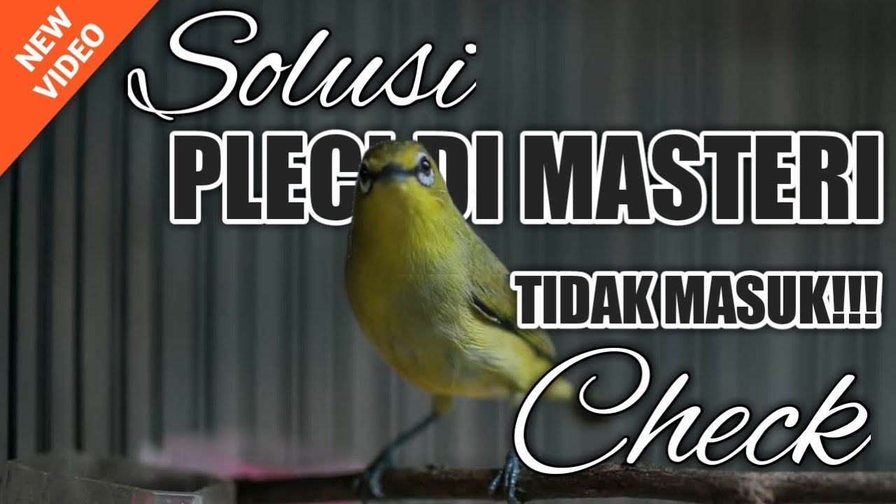 MENGATASI PLECI sudah DIMASTERI tapi TIDAK MASUK, begini SOLUSINYA