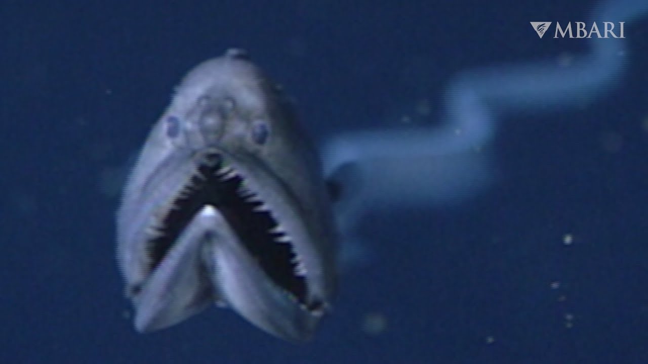 Throwback to one of our earliest encounters with a deep-sea gulper eel