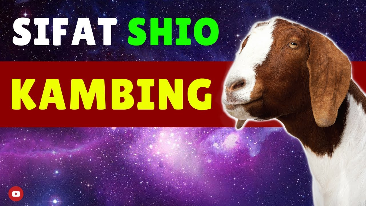Kamu 🐐 SHIO KAMBING?? Tonton WATAK & SIFAT Shio Kambing di Video ini...