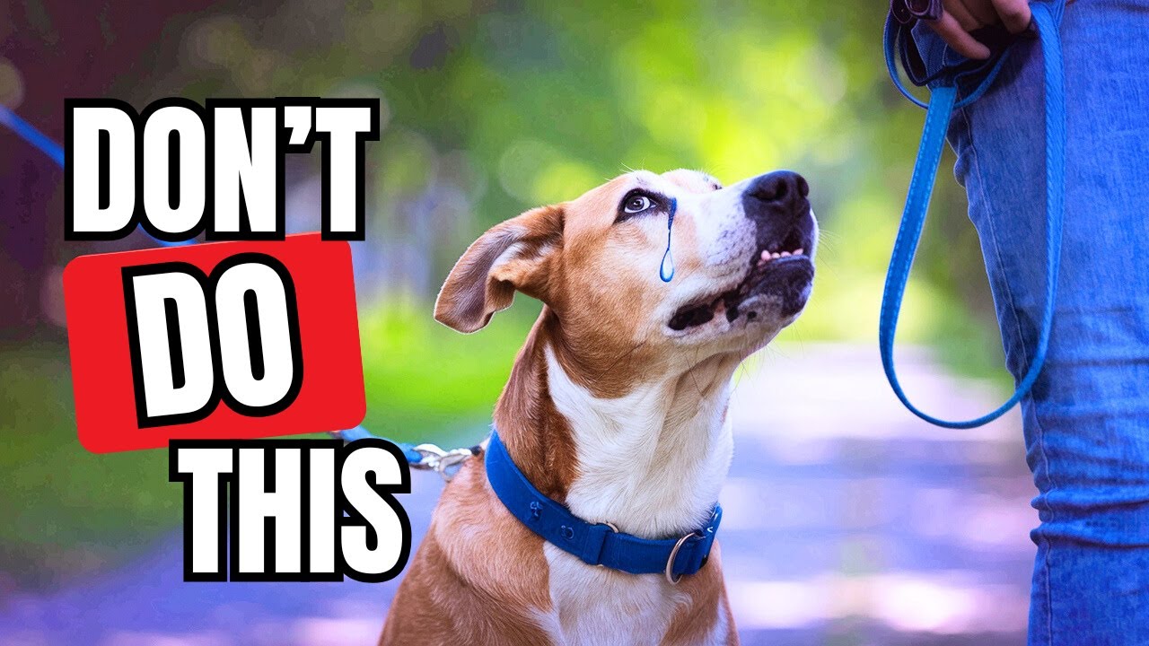 5 Things a Dog Will NEVER FORGIVE! 😢