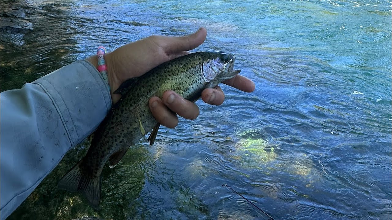 Trout Every Cast??? Fishing for rainbow trout under Buford Dam in the Chattahoochee River!