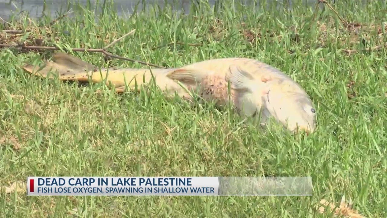 'Nasty, smelly': Texas Parks and Wildlife explain why there's dead carp at Lake Palestine