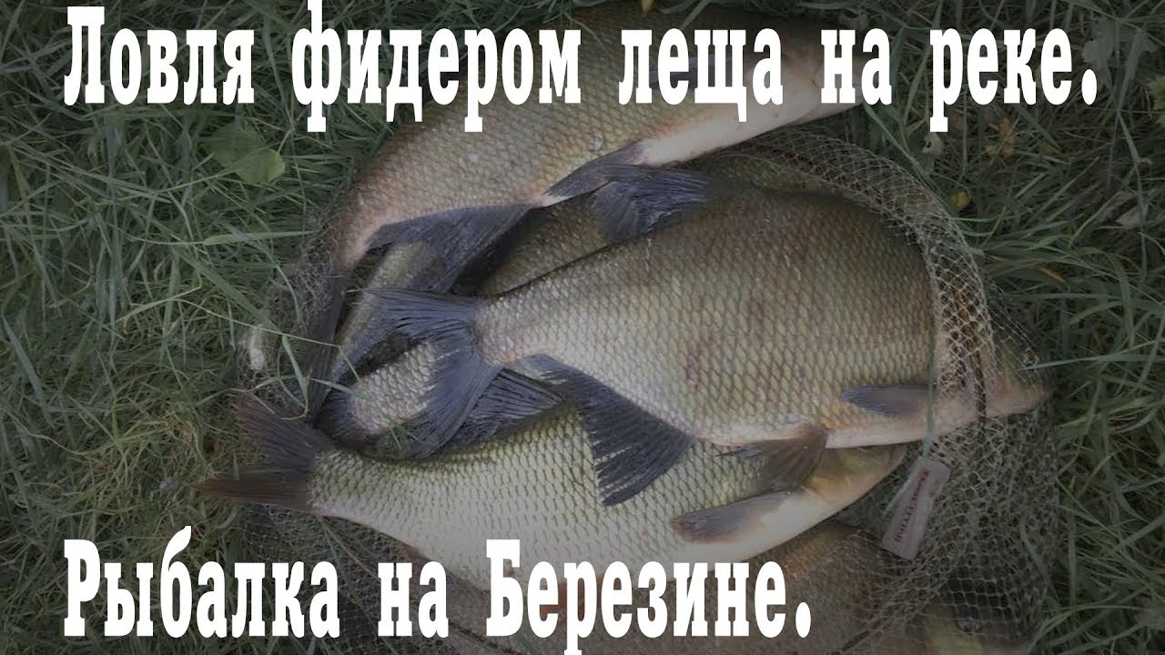 Ловля фидером леща на реке. Рыбалка на Березине.