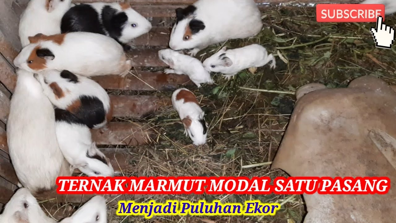 Ternak Marmut Modal Satu Pasang Menjadi Puluhan Ekor