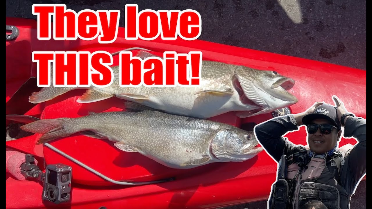 Mackinaw Fishing Lake Tahoe | They Love THIS bait!