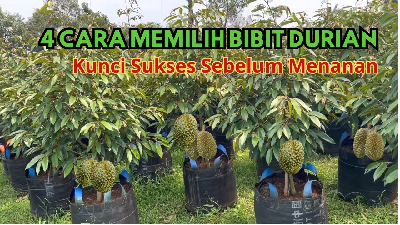 CARA MEMILIH BIBIT DURIAN YANG BAGUS, KUNCI SUKSES SEBELUM MENANAM