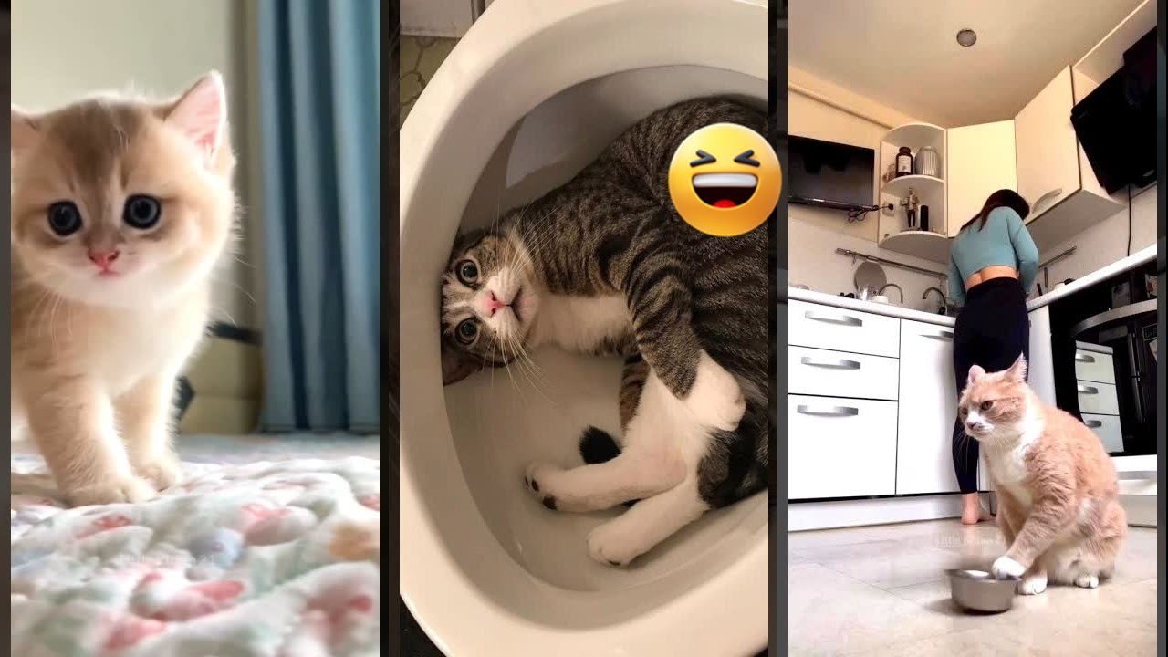 Cute Kittens 😹 #cat 🥰 #FunnyCats #8548