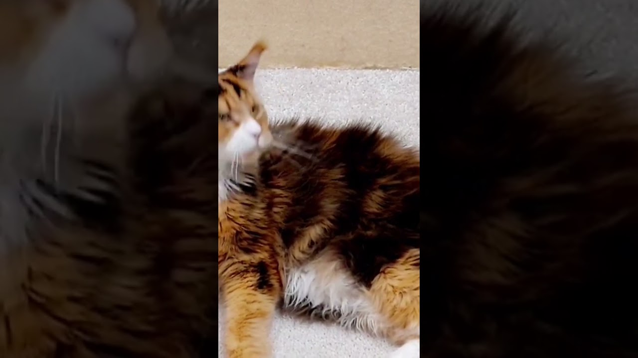 #cat #кошка #котик #kitten #веселыекоты #kucing #мейнкун #mainecoon #милота #красиваякошка #cutecat