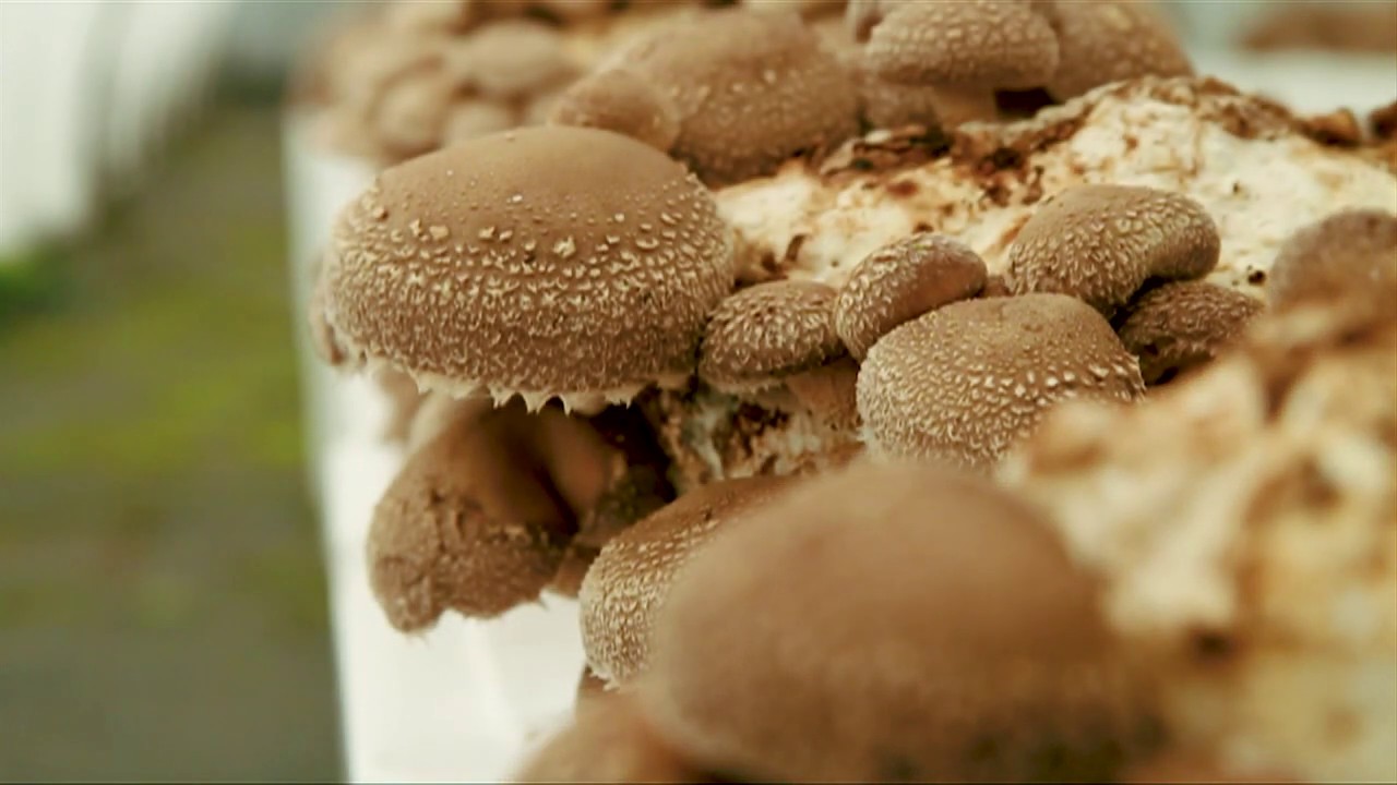 Produzione fungo Shiitake IoBoscoVivo