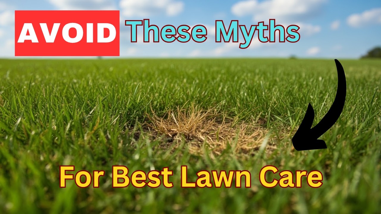 Lawn Care Myths Busted: Get the Perfect Green Lawn!