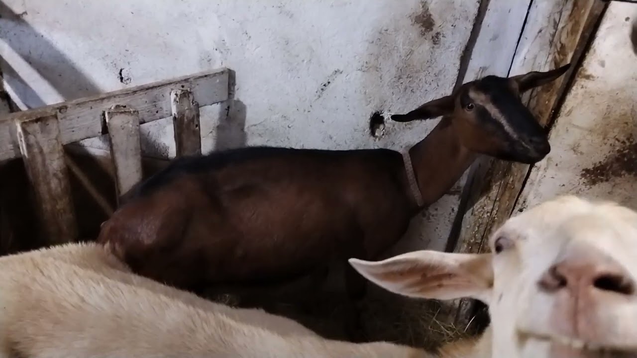 Первое видео после долгого перерыва 💞