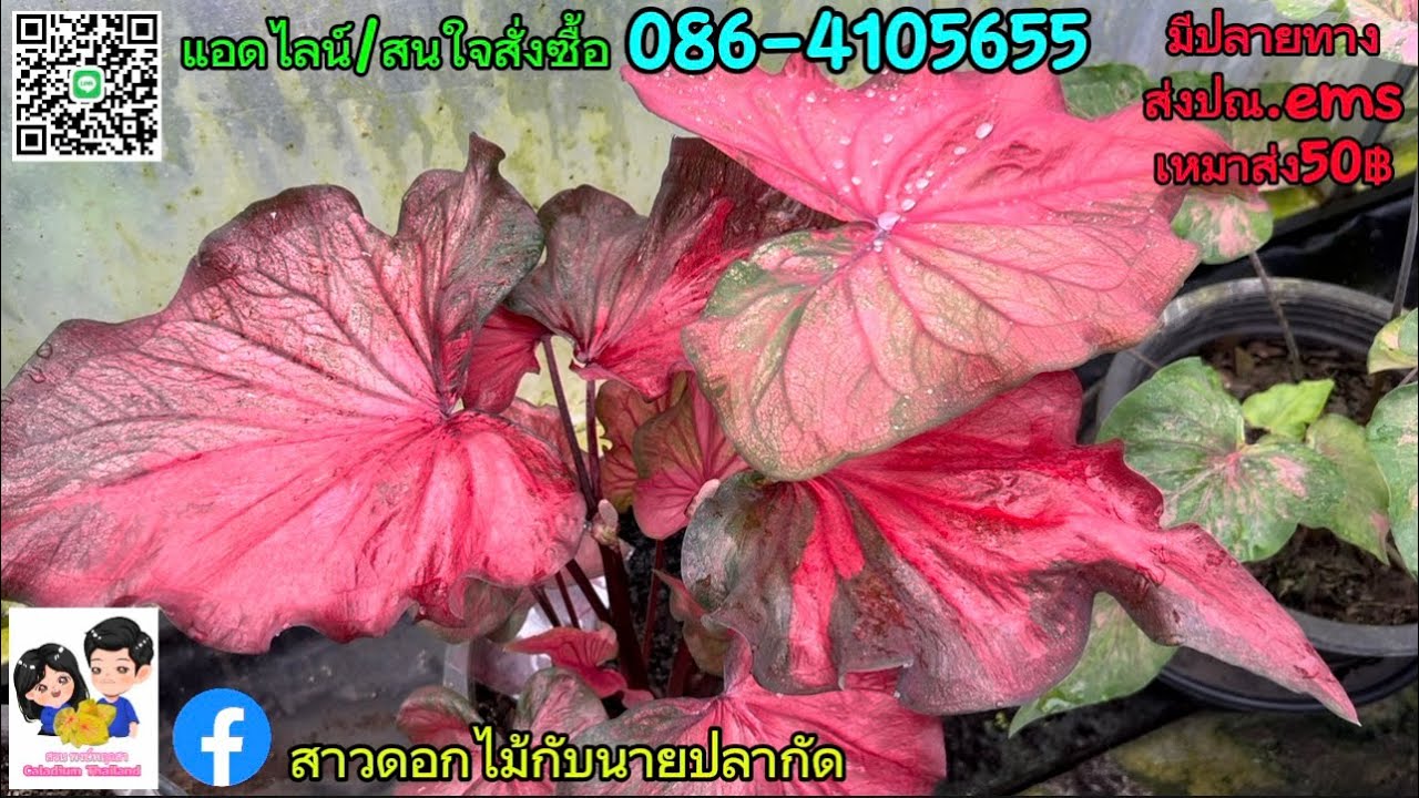 Ep.69มาๆตำกันจ้าบอนสีสวยๆมาแล้ว#สวนบอนสีพงษ์พฤกสา ☎️086-4105655