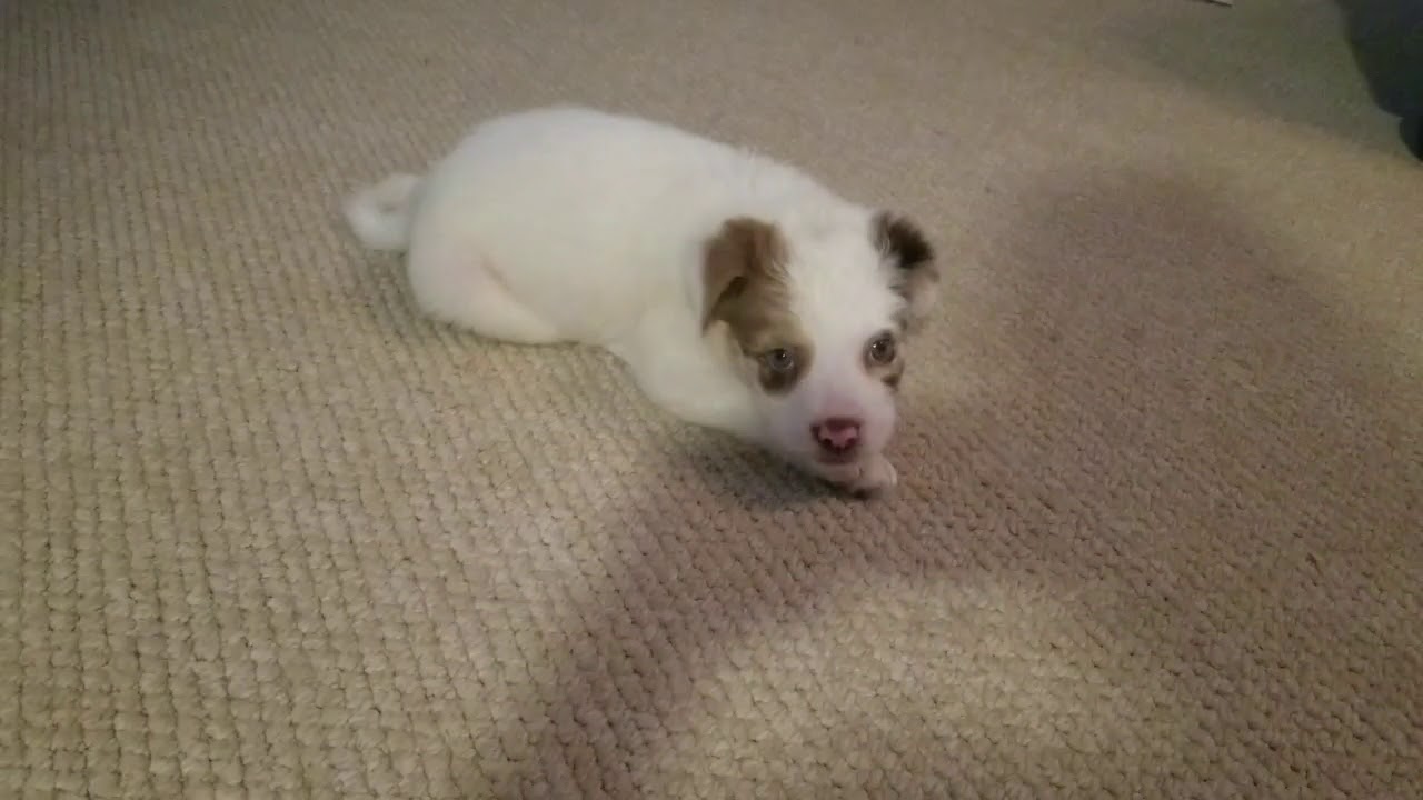 Learning to train a deaf puppy