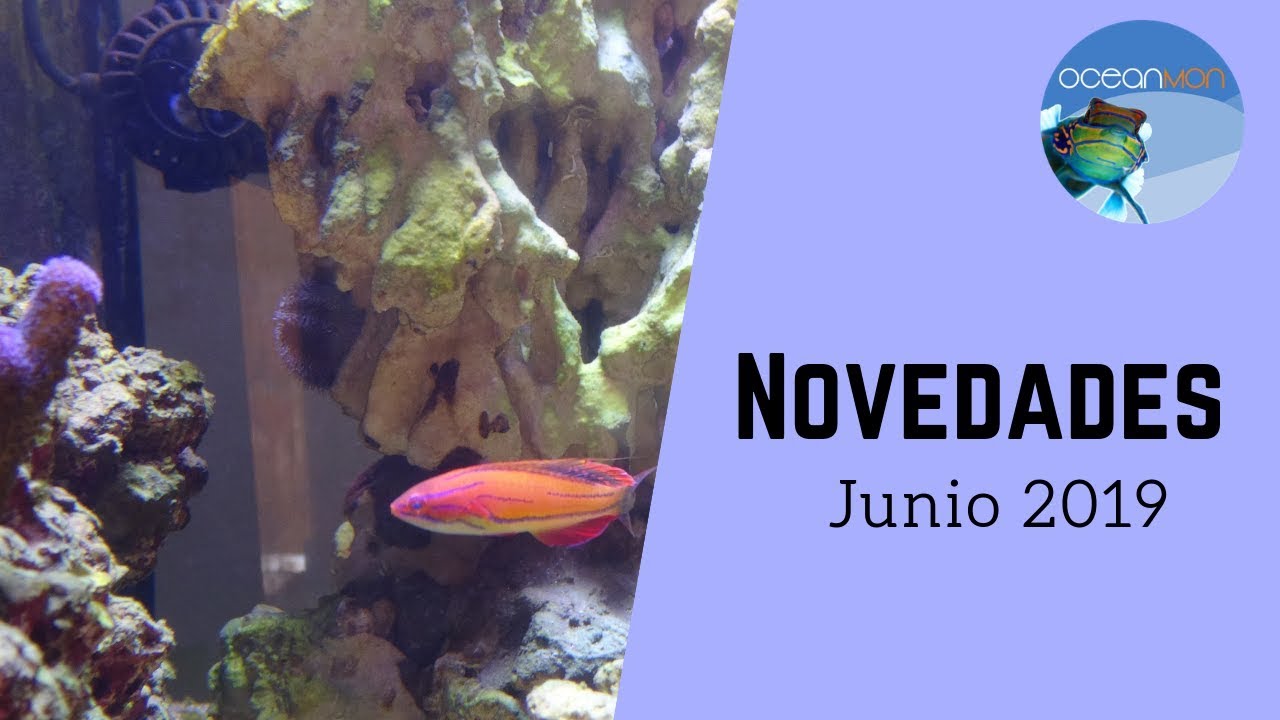 💪 NOVEDADES 💦 ACUARIO MARINO💦 JUNIO 2019 || OceanMon