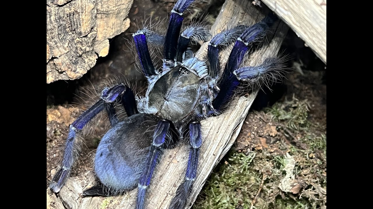 Sucessfull Treatment of our Singapore Blue from Phorid Flies part 3