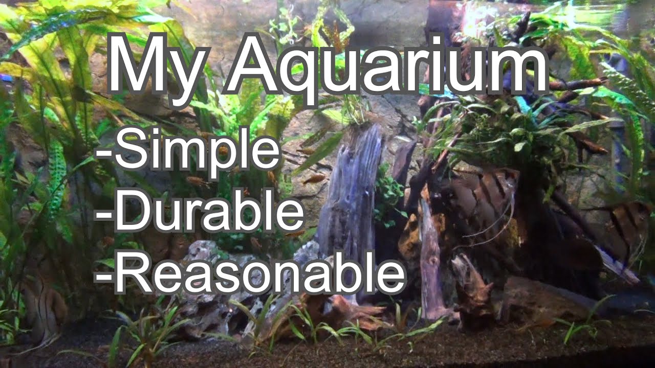 Aquarium -  Simple, Durable, Reasonabel ( Angelfish, Pleco, Catfish, Keyhole cichlid) No CO2