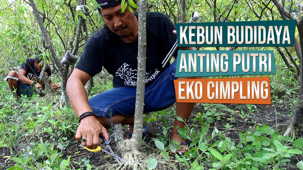 Kebun Budidaya Anting Putri Mas Eko Cimpling Sleman Yogyakarta