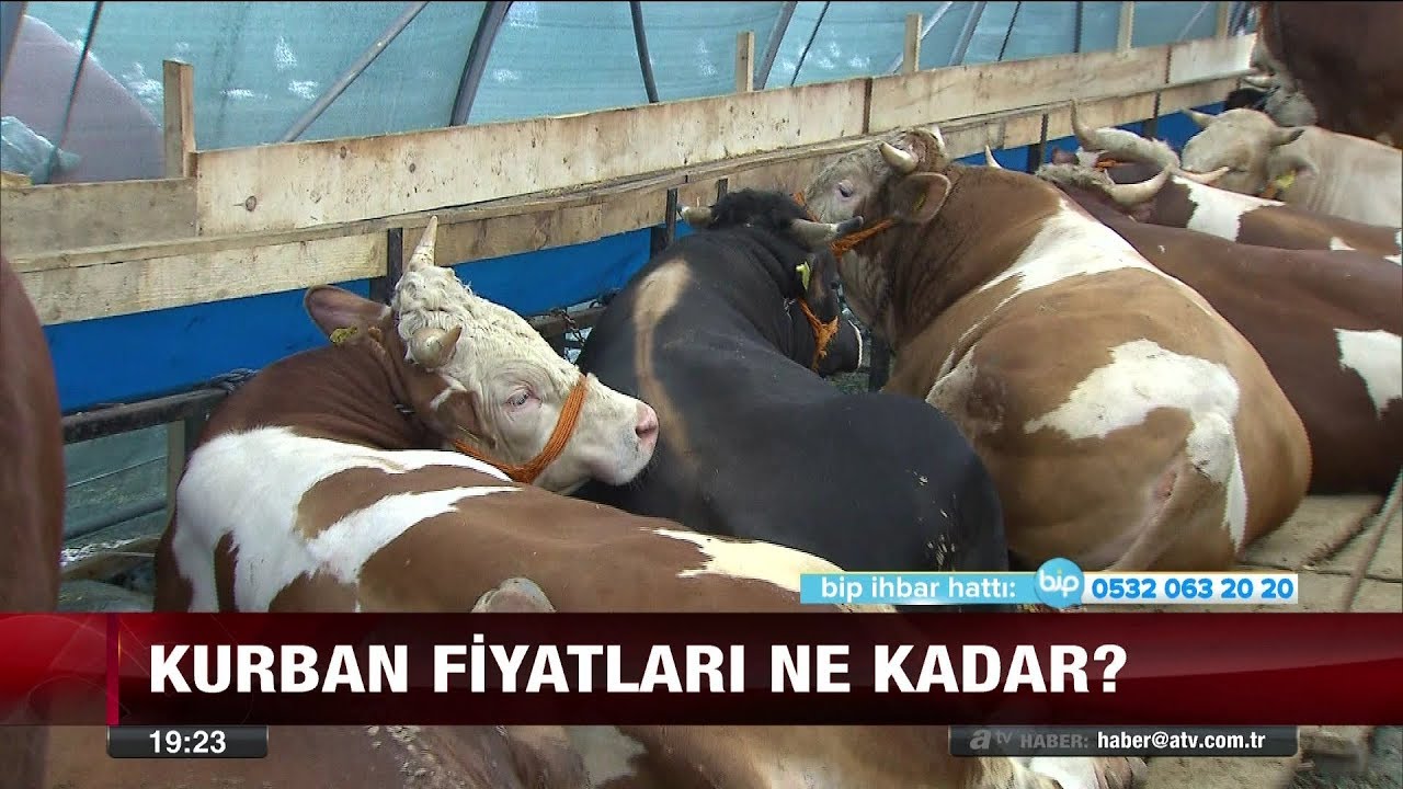 Kurban fiyatları ne kadar? - 17 Ağustos 2017