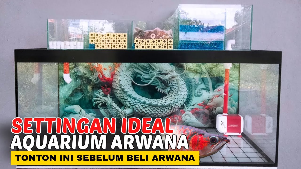 Settingan Aquarium yang Ideal untuk Ikan Arwana