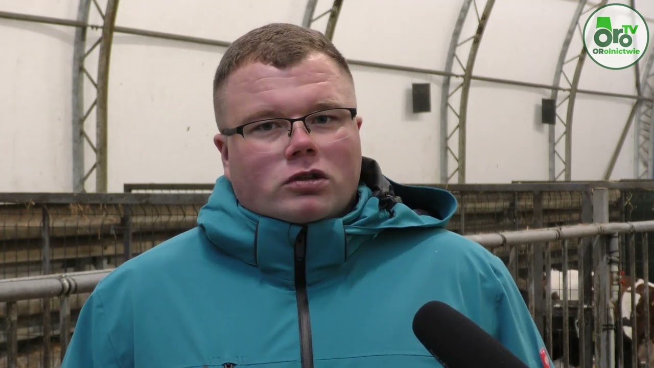 Hale łukowe jako cielętniki