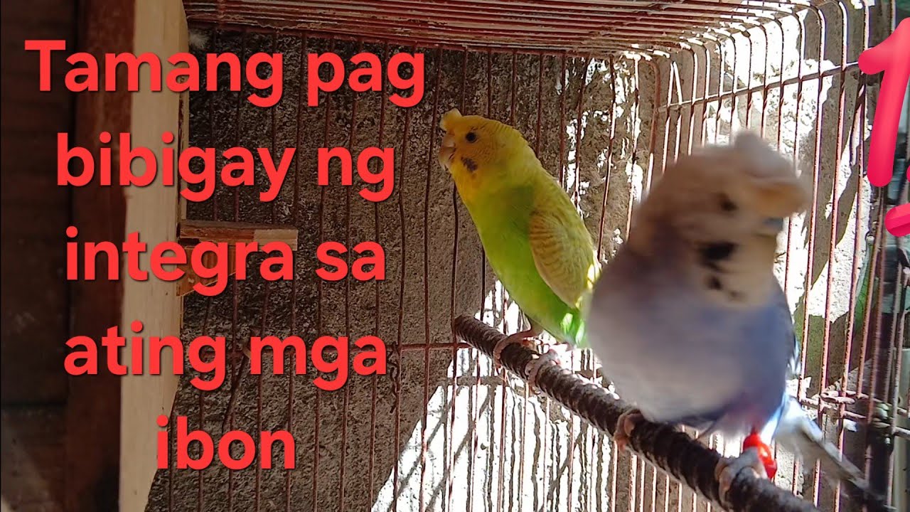 Tamang pag bibigay ng integra 2000 sa ating mga ibon. panoorin hanggang dulo.  #highlights