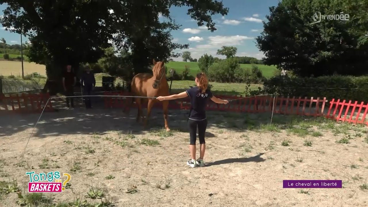 Tongs ou baskets ? Cirque - le cheval en liberté
