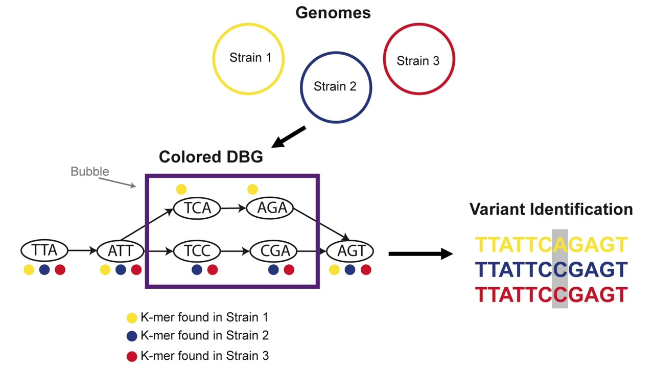 iMeta: Applications of de Bruijn graphs in microbiome research