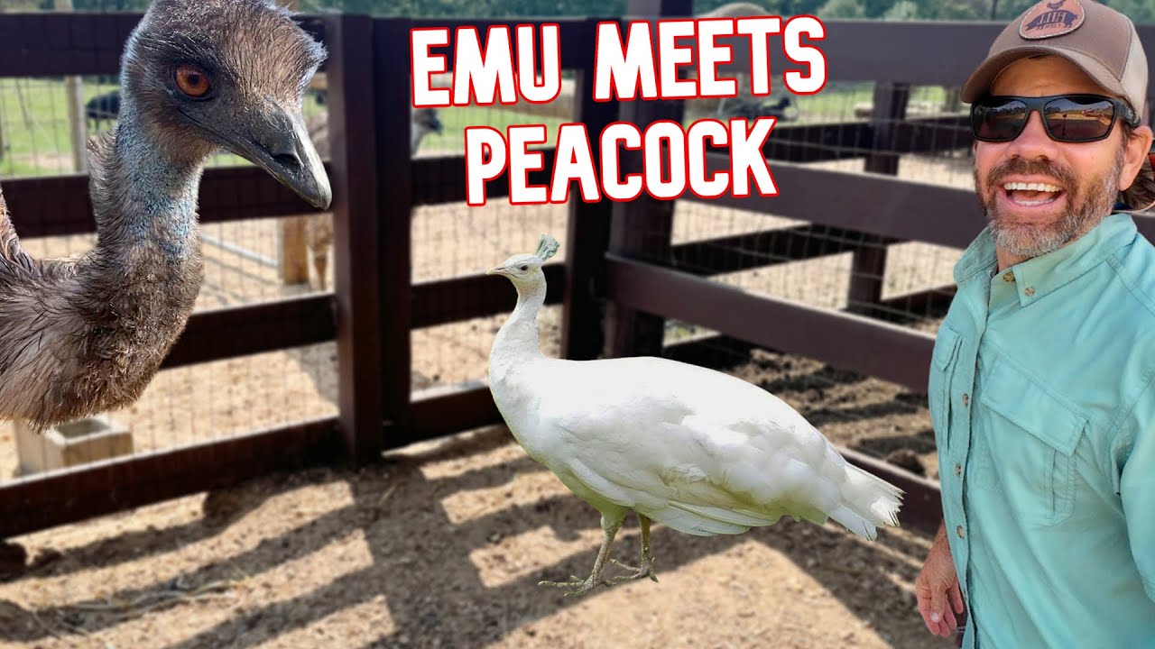 Emus vs Peacock: What Happens When They Meet?