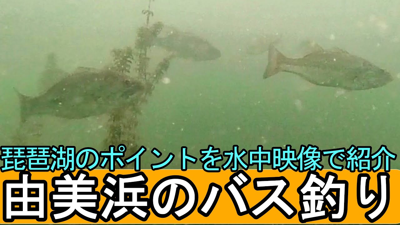 水中からの視点：由美浜で楽しむ琵琶湖バス釣り