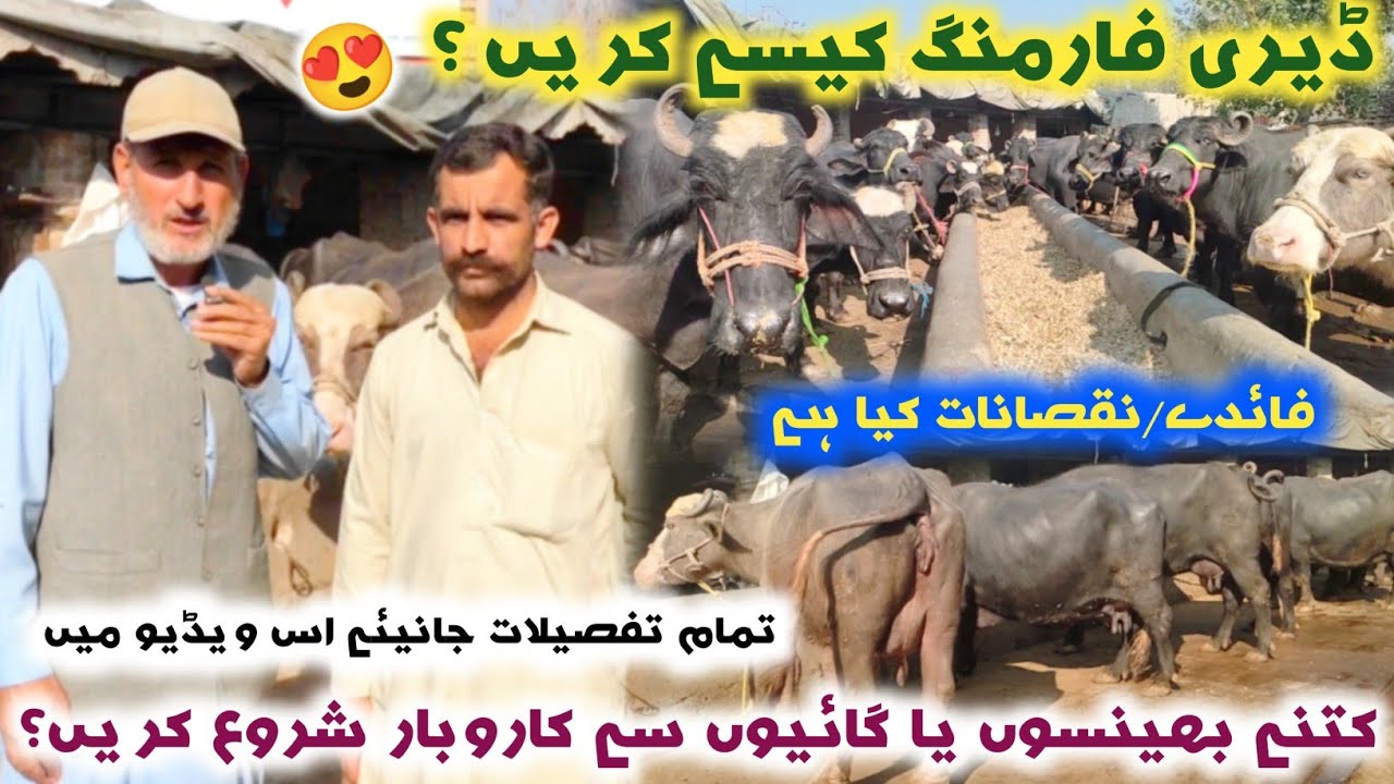 How To Start Dairy Farm Business? 30 Buffaloes Farm In Peshawar | Dairy Farm Tips | Khyber Social Tv