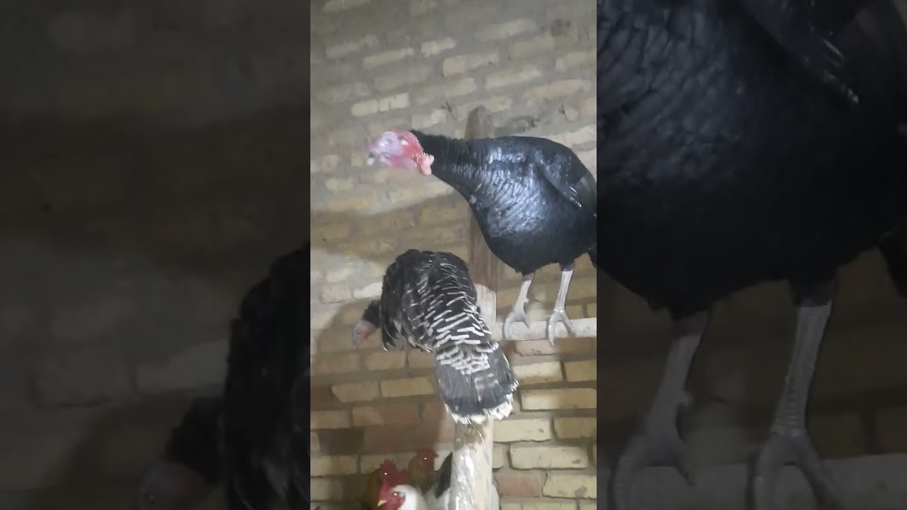 Менің құстарымның жағдайы құстарым тууды тоқтанқан жоқ🐓🦆🦃