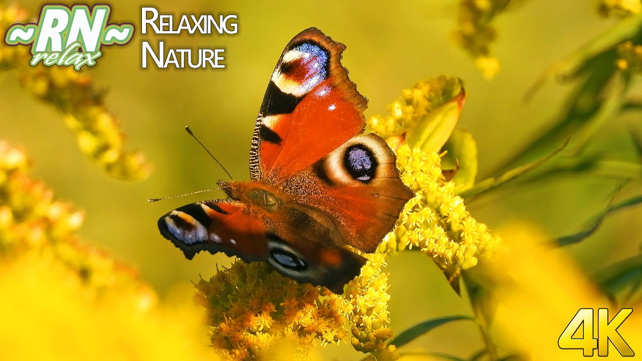 Звуки Природы: Летний Луг, Пение Птиц, Стрекотание Кузнечиков, Голос Кукушки - Релакс Видео