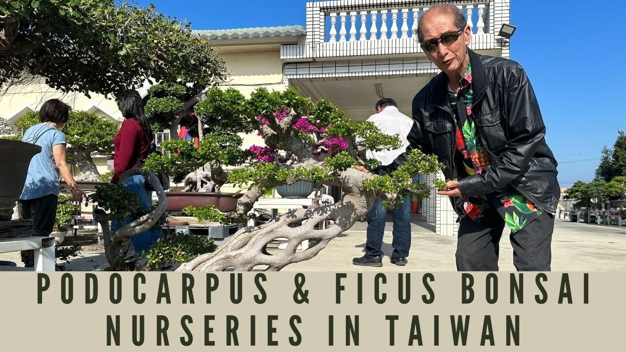 Podocarpus & Ficus Bonsai in Taiwan - Part 6